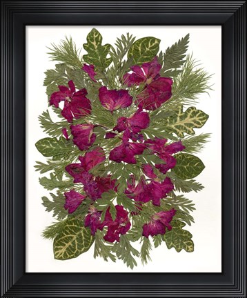 Framed Dried Pelargonium Print