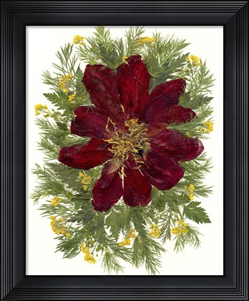 Framed Dried Tulip 2 Print