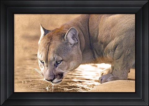 Framed Cougar Drinking Water Print