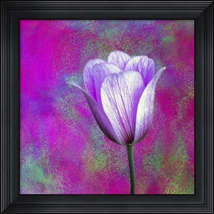 Framed Pink And Purple Print