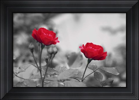 Framed Two Roses Print