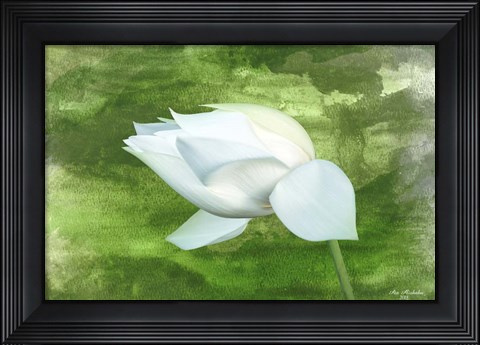 Framed White Lotus Print