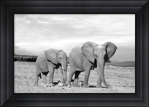 Framed Elephant Mother Print