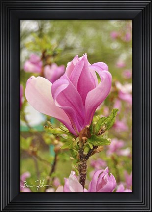 Framed Pink Flower Print