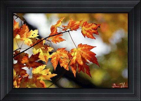 Framed Fall Colors Print