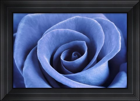 Framed Denim Blue Rose Print