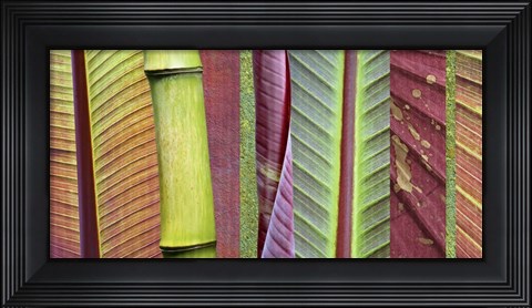 Framed Green and Red Leaf Collage Print
