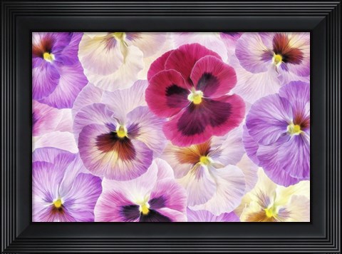 Framed Pansy Passion I Print