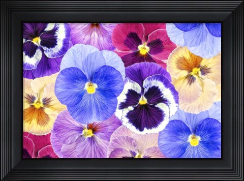 Framed Pansy Passion II Print