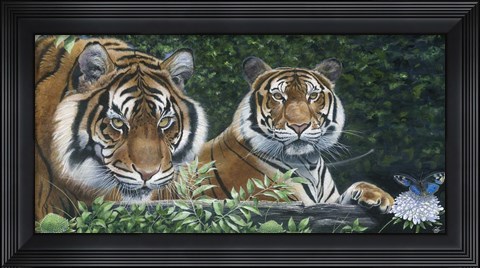 Framed Sumatran Tigers Print