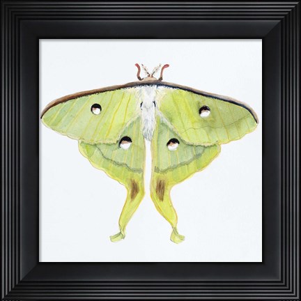 Framed Butterfly Collection Luna Moth Print