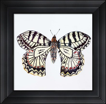 Framed Butterfly Collection Southern Festoon Print