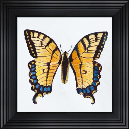 Framed Butterfly Collection The Tiger Swallowtail Print