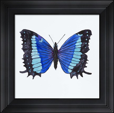 Framed Butterfly Collectio Baeotus-Baeotis Print