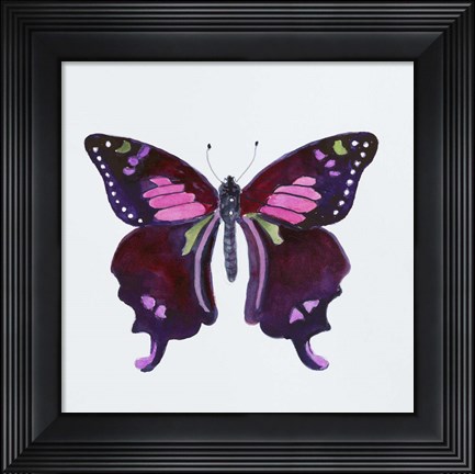 Framed Butterfly Collection Graphium weiskei Print