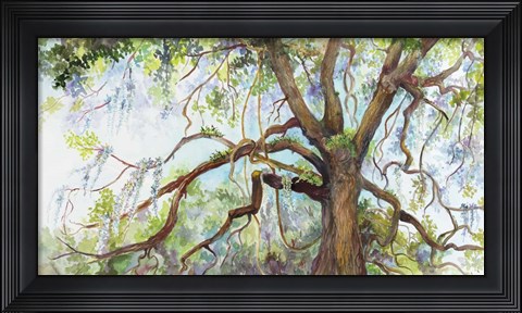Framed Southern Live Oak Tree Print