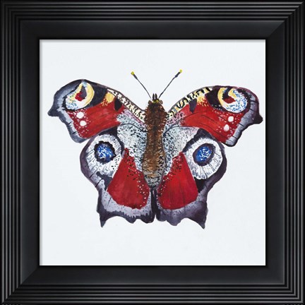 Framed Butterfly Collection Peacocks Print