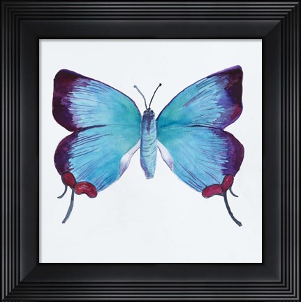 Framed Butterfly Collection Poritia Enycinoides Print