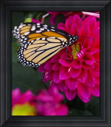 Framed Butterfly 1 Print