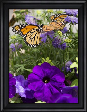 Framed Butterfly 1 Print