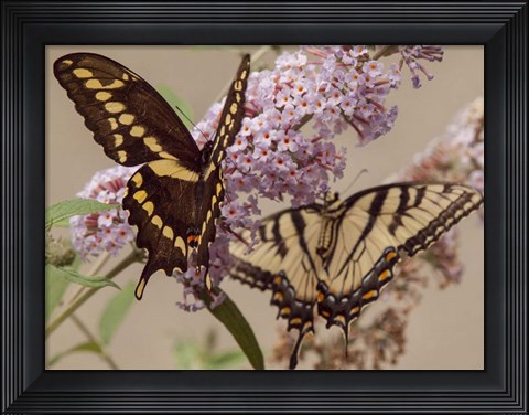 Framed Butterfly 1 Print