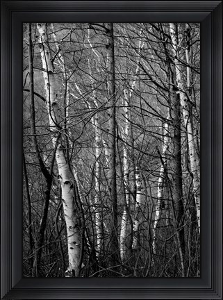 Framed Black &amp; White Natural Print