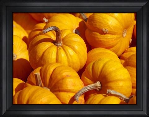 Framed Pumpkins Print