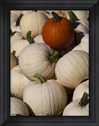 Framed White Pumpkins Print