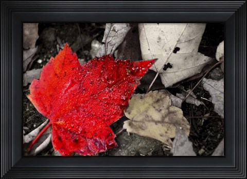 Framed Red Leaf Print