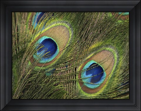 Framed Natural Detail 29 Print