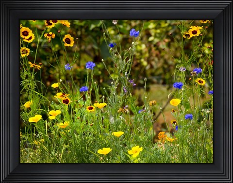 Framed Natural Detail 43 Print