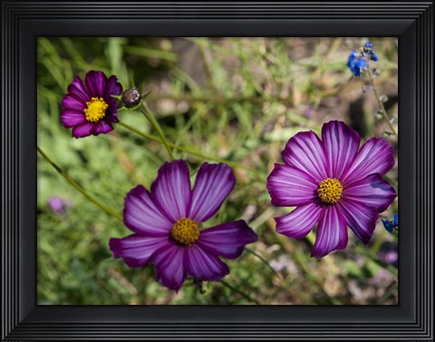 Framed Natural Detail 48 Print