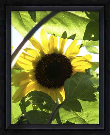 Framed Sunflower 6 Print