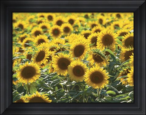 Framed Sunflower 10 Print