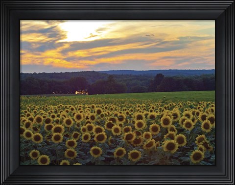 Framed Sunflower 11 Print