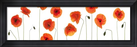 Framed Row of Poppies on White Print
