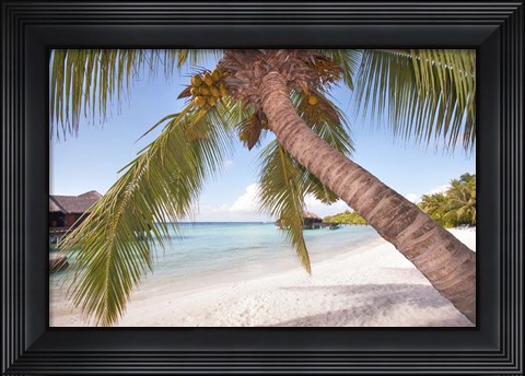 Framed Bowed Palm Print