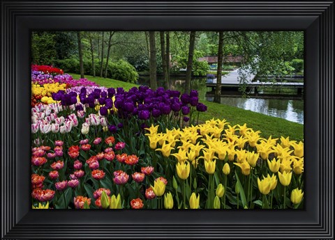Framed Colorful Corner Keukenhof Tulips Garden 1 Print