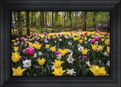 Framed Colorful Corner Keukenhof Tulips Garden 2 Print