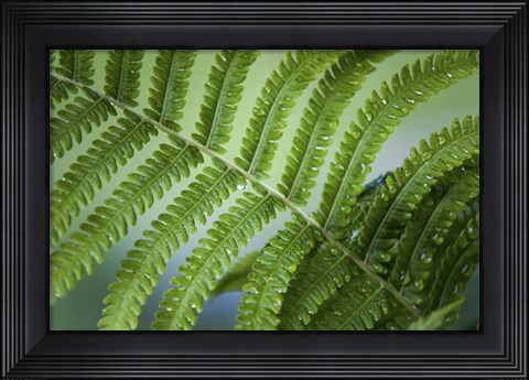 Framed Healing Art Fern Leaf After Rain Print