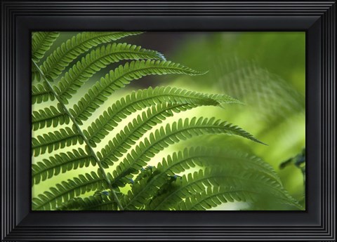 Framed Healing Art Fern Leaf Print