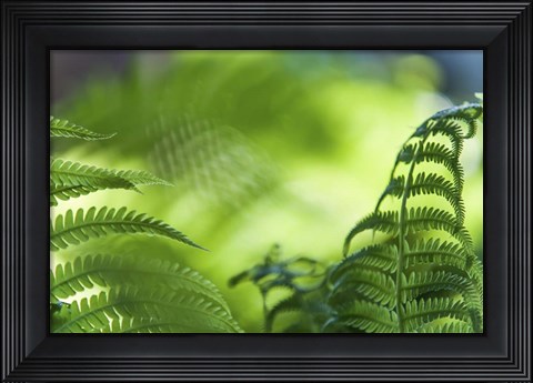 Framed Healing Art Fern Leaves Print