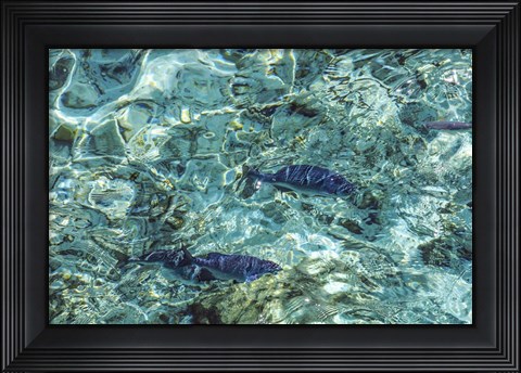 Framed Maldives Fishes in the Clear Water 1 Print