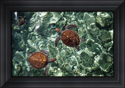 Framed Sea Turtles in Crystal Water Print