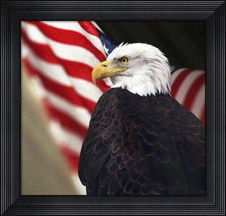 Framed Bald Eagle And US Flag Print