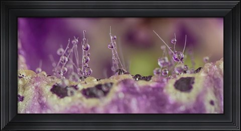 Framed Digitalis 1 Print