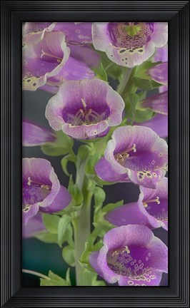 Framed Digitalis 4 Print