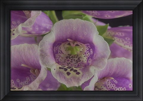 Framed Digitalis 5 Print