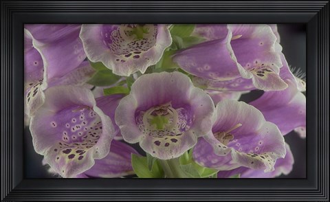 Framed Digitalis 6 Print