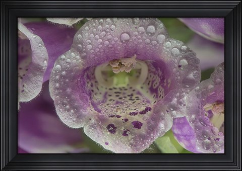 Framed Digitalis 7 Print